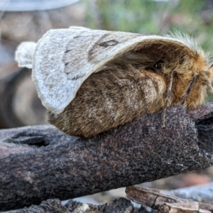 Anthela ocellata at Gungahlin, ACT - 21 Aug 2022