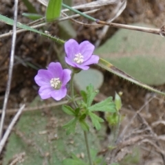 Geranium solanderi (Native Geranium) at Jindabyne, NSW - 12 Mar 2022 by Amata