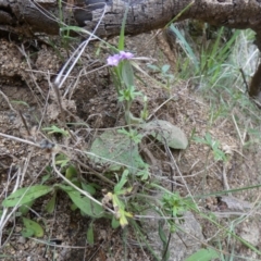 Geranium solanderi at Jindabyne, NSW - 12 Mar 2022