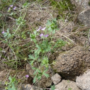 Geranium solanderi at Jindabyne, NSW - 12 Mar 2022