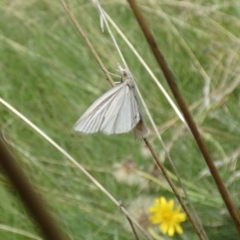 Hednota species near grammellus (Pyralid or snout moth) at Jindabyne, NSW - 12 Mar 2022 by Birdy