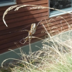 Plebs bradleyi (Enamelled spider) at Jindabyne, NSW - 12 Mar 2022 by Amata