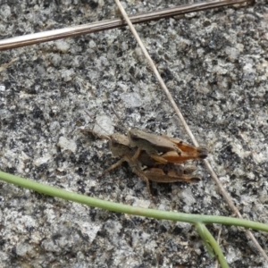 Phaulacridium vittatum at Jindabyne, NSW - 12 Mar 2022