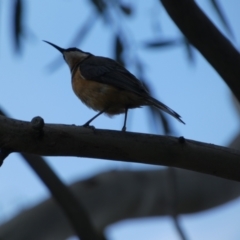 Acanthorhynchus tenuirostris (Eastern Spinebill) at Jindabyne, NSW - 12 Mar 2022 by Amata