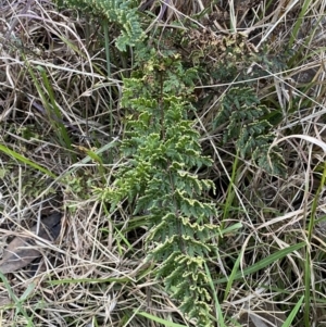 Cheilanthes sieberi at Queanbeyan West, NSW - 21 Aug 2022 04:54 PM