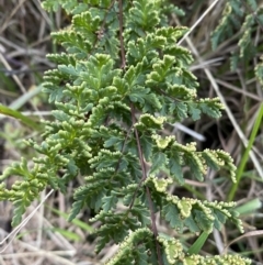 Cheilanthes sieberi at Queanbeyan West, NSW - 21 Aug 2022 04:54 PM