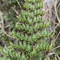 Cheilanthes sieberi at Queanbeyan West, NSW - 21 Aug 2022 04:54 PM