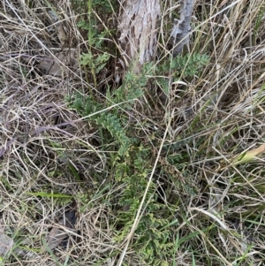 Cheilanthes sieberi at Queanbeyan West, NSW - 21 Aug 2022 04:54 PM