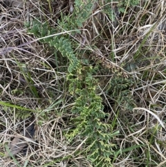 Cheilanthes sieberi at Queanbeyan West, NSW - 21 Aug 2022 04:54 PM