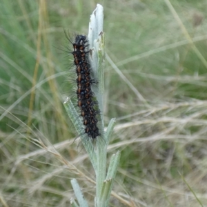 Nyctemera amicus at Jindabyne, NSW - suppressed