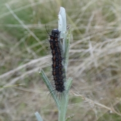 Nyctemera amicus at Jindabyne, NSW - suppressed