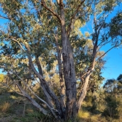 Eucalyptus dives (Broad-leaved Peppermint) at Bungendore, NSW - 21 Aug 2022 by clarehoneydove