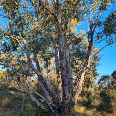 Eucalyptus dives (Broad-leaved Peppermint) at Bungendore, NSW - 21 Aug 2022 by clarehoneydove