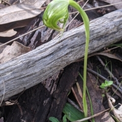 Pterostylis nutans (Nodding Greenhood) at West Wodonga, VIC - 21 Aug 2022 by Darcy