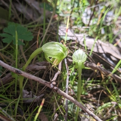 Pterostylis nutans (Nodding Greenhood) at West Wodonga, VIC - 21 Aug 2022 by Darcy