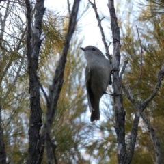 Pachycephala pectoralis (Golden Whistler) at Queanbeyan West, NSW - 21 Aug 2022 by Steve_Bok