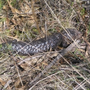 Tiliqua rugosa at Pialligo, ACT - 21 Aug 2022