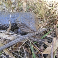 Tiliqua rugosa at Pialligo, ACT - 21 Aug 2022