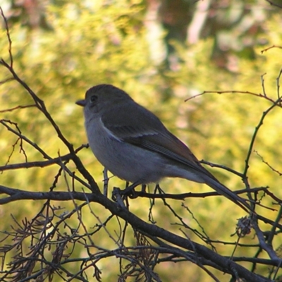 Pachycephala pectoralis (Golden Whistler) at Mount Taylor - 21 Aug 2022 by MatthewFrawley