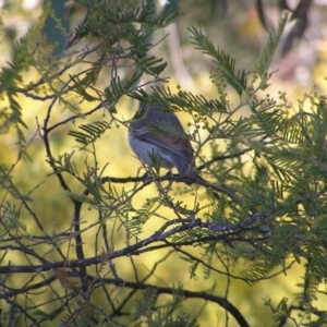 Pachycephala pectoralis at Kambah, ACT - 21 Aug 2022