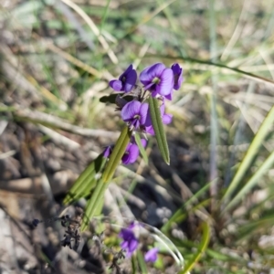 Hovea heterophylla at Kambah, ACT - 21 Aug 2022