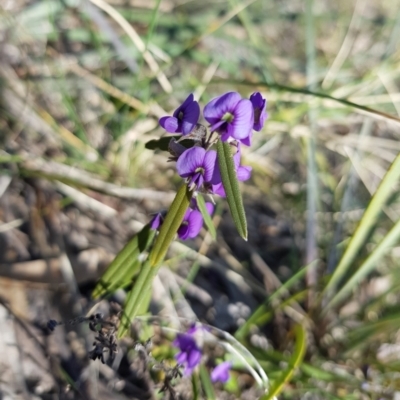 Hovea heterophylla (Common Hovea) at Kambah, ACT - 21 Aug 2022 by MatthewFrawley