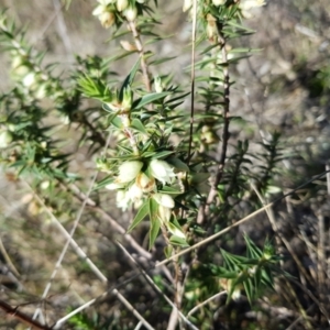 Melichrus urceolatus at Kambah, ACT - 21 Aug 2022