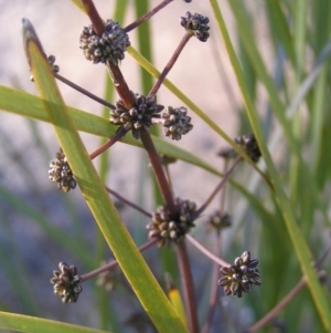 Lomandra multiflora at Kambah, ACT - 21 Aug 2022 03:46 PM