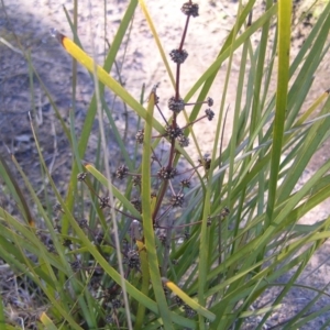 Lomandra multiflora at Kambah, ACT - 21 Aug 2022 03:46 PM