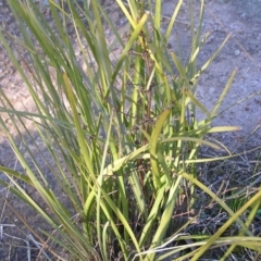 Lomandra multiflora at Kambah, ACT - 21 Aug 2022 03:46 PM