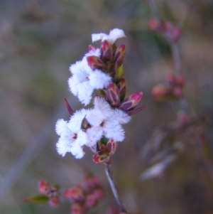 Leucopogon virgatus at Kambah, ACT - 21 Aug 2022