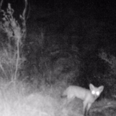 Vulpes vulpes (Red Fox) at Mount Taylor - 26 Mar 2022 by MountTaylorParkcareGroup