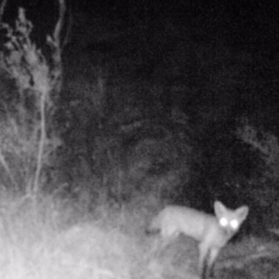 Vulpes vulpes (Red Fox) at Kambah, ACT - 26 Mar 2022 by MountTaylorParkcareGroup
