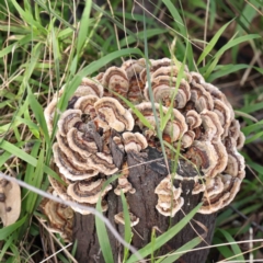 Trametes versicolor (Turkey Tail) at O'Connor, ACT - 20 Aug 2022 by ConBoekel