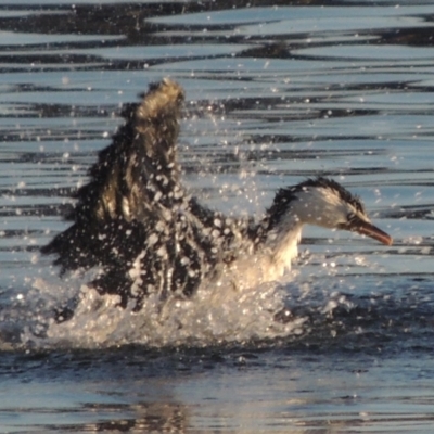 Microcarbo melanoleucos (Little Pied Cormorant) at Merimbula, NSW - 19 Jul 2020 by MichaelBedingfield