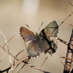 Paralucia spinifera (Bathurst or Purple Copper Butterfly) at suppressed - 21 Aug 2022 by DPRees125