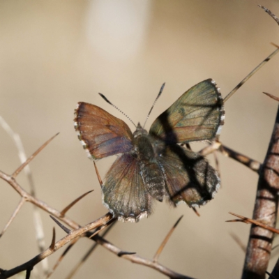 Paralucia spinifera (Bathurst or Purple Copper Butterfly) at suppressed - 21 Aug 2022 by DPRees125