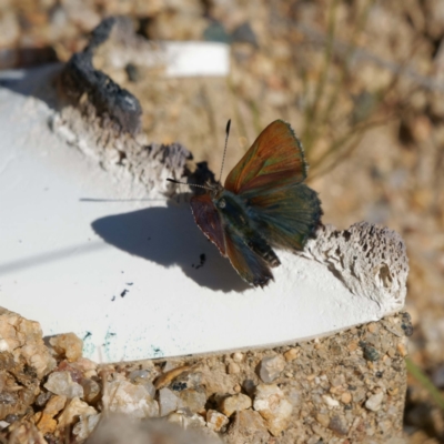 Paralucia spinifera (Bathurst or Purple Copper Butterfly) at suppressed - 21 Aug 2022 by DPRees125