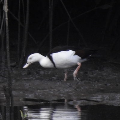 Radjah radjah (Radjah Shelduck) at Mowbray, QLD - 6 Aug 2022 by GlossyGal