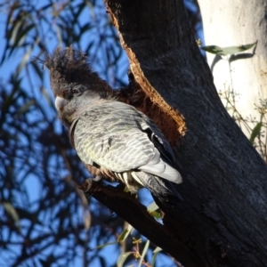 Callocephalon fimbriatum at O'Malley, ACT - 21 Aug 2022