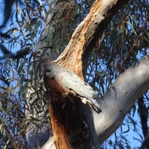 Callocephalon fimbriatum at O'Malley, ACT - 21 Aug 2022