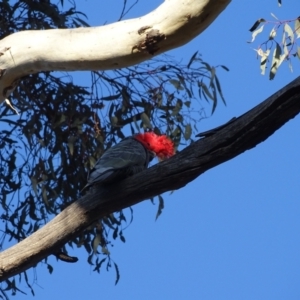 Callocephalon fimbriatum at O'Malley, ACT - 21 Aug 2022