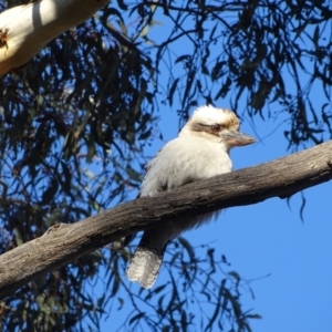 Dacelo novaeguineae at O'Malley, ACT - 21 Aug 2022 05:35 PM