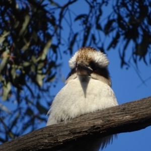 Dacelo novaeguineae at O'Malley, ACT - 21 Aug 2022 05:35 PM