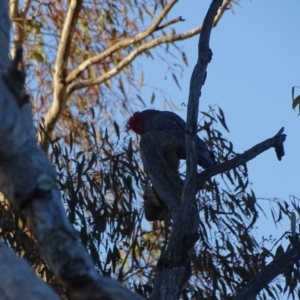 Callocephalon fimbriatum at O'Malley, ACT - 21 Aug 2022