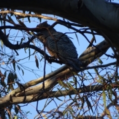 Callocephalon fimbriatum at O'Malley, ACT - 21 Aug 2022