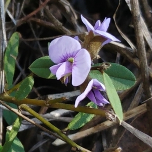 Hovea heterophylla at Hawker, ACT - 21 Aug 2022