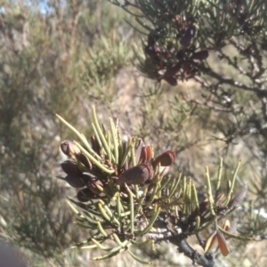 Hakea microcarpa at Mount Clear, ACT - 21 Aug 2022 10:01 AM