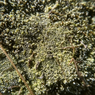 alga / cyanobacterium at Namadgi National Park - 21 Aug 2022 by mahargiani