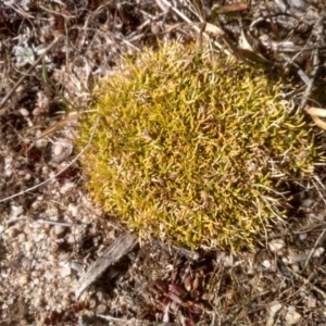 Scleranthus biflorus at Mount Clear, ACT - 21 Aug 2022 11:15 AM